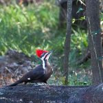 Pileated Woodpecker