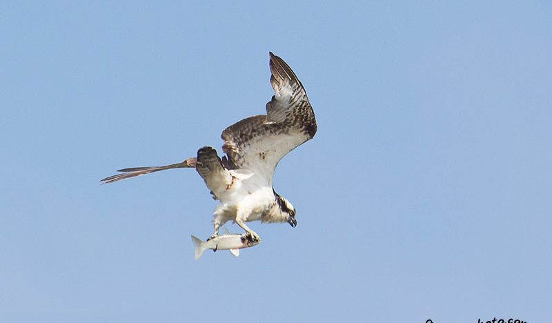 Osprey fishing